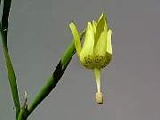 Moraea reflexa
